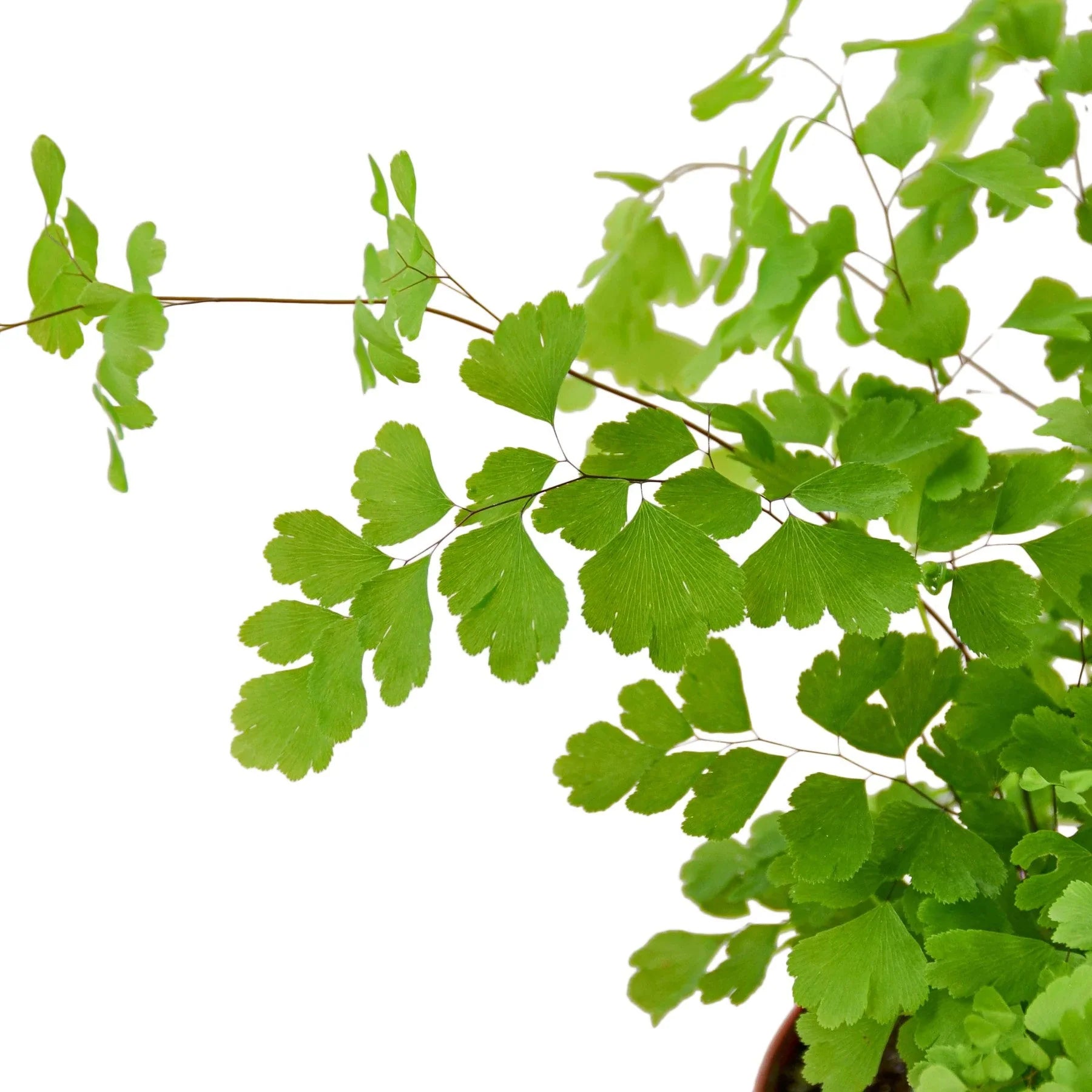 Maidenhair Fern - Holiday Corner