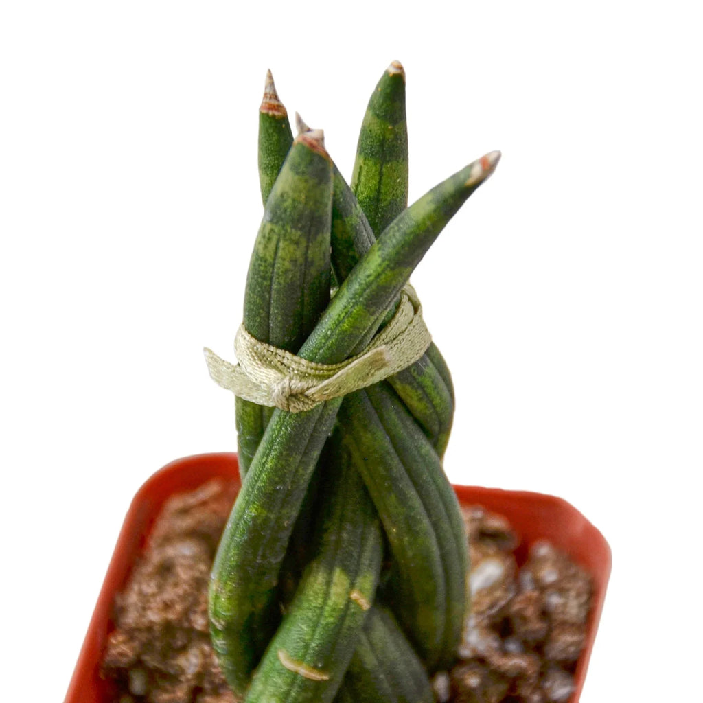 Snake Plant Braided - Holiday Corner