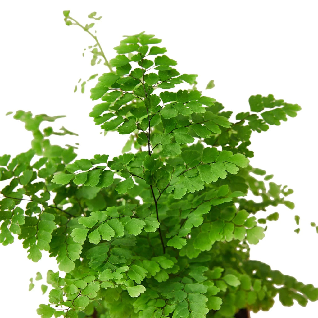 Maidenhair Fern - Holiday Corner