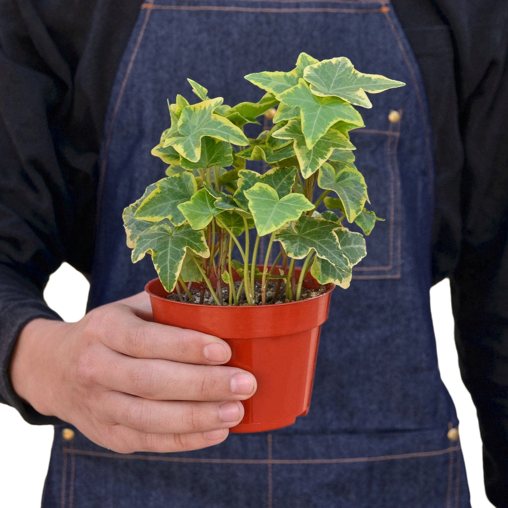 English Ivy Gold Child - Holiday Corner