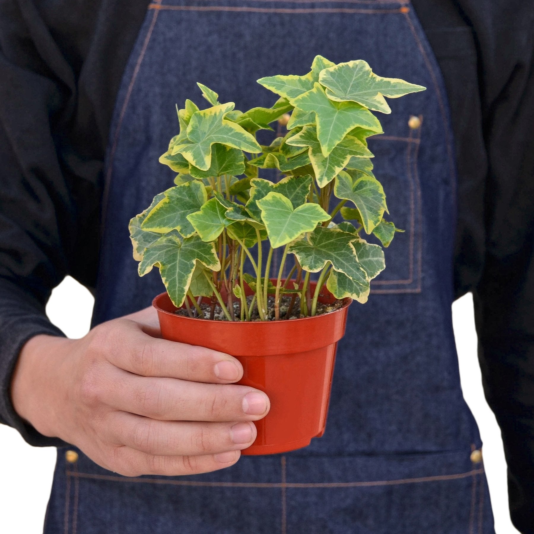 English Ivy Gold Child - Holiday Corner