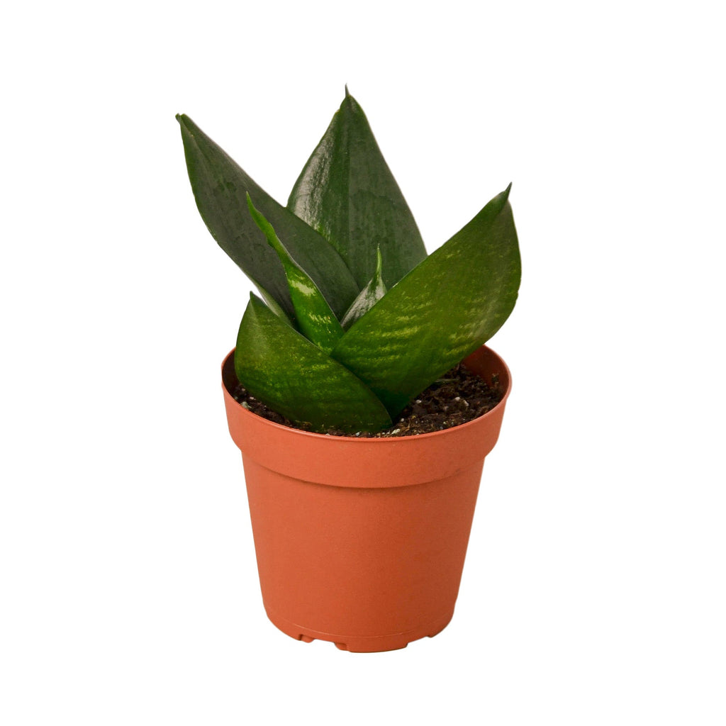 Snake Plant Jade - Holiday Corner