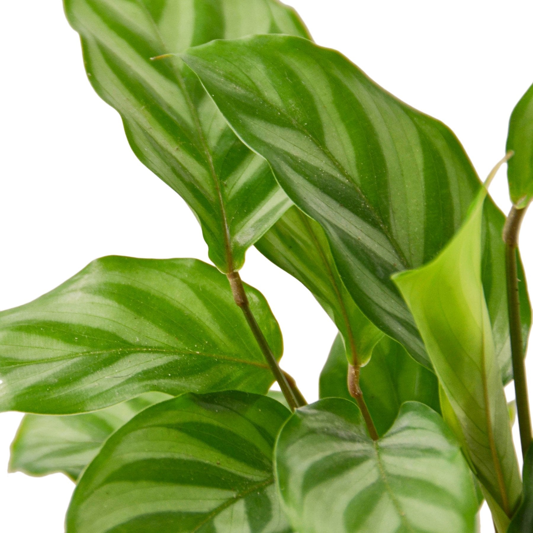Calathea Concinna 'Freddie' - Holiday Corner