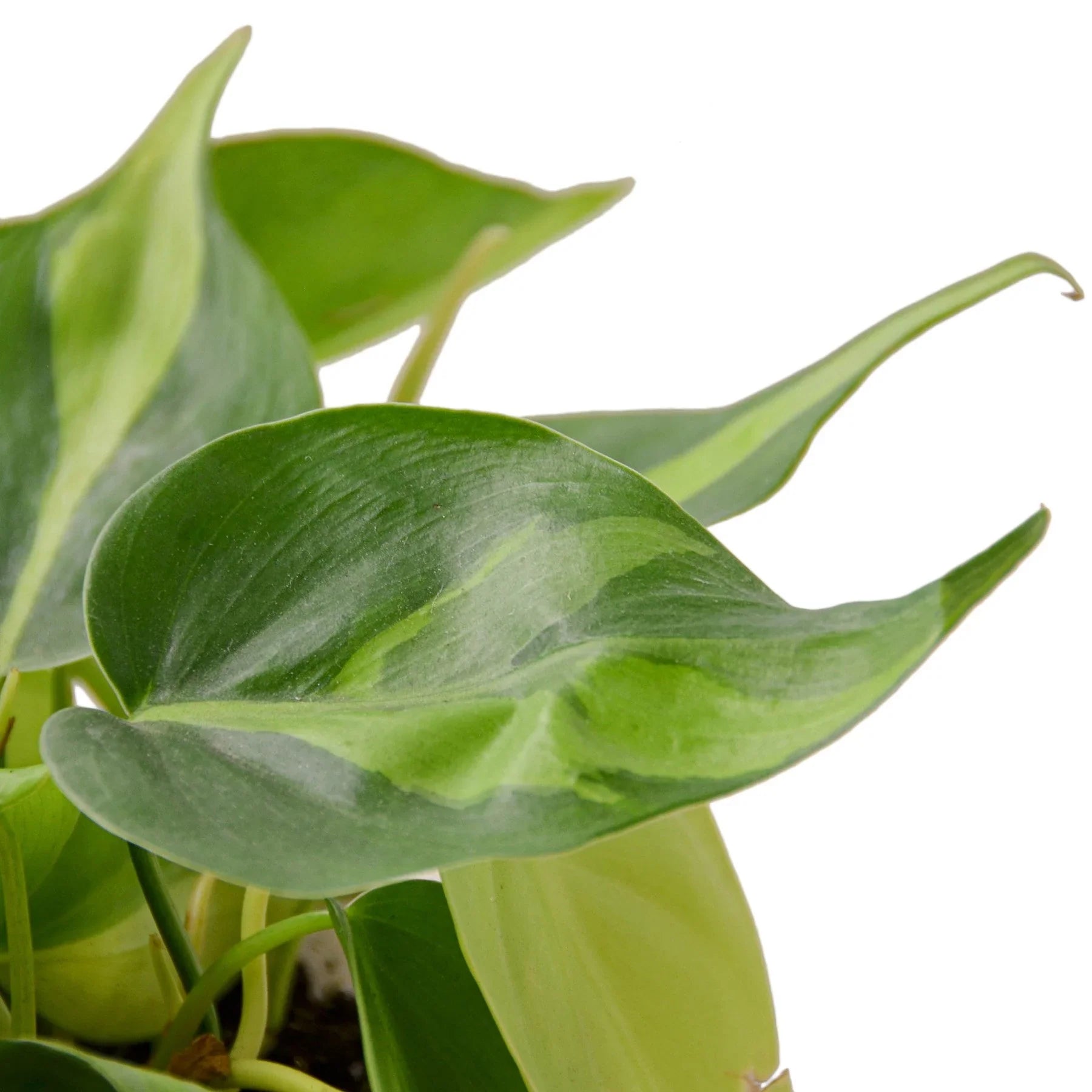 Philodendron 'Brasil' - Holiday Corner