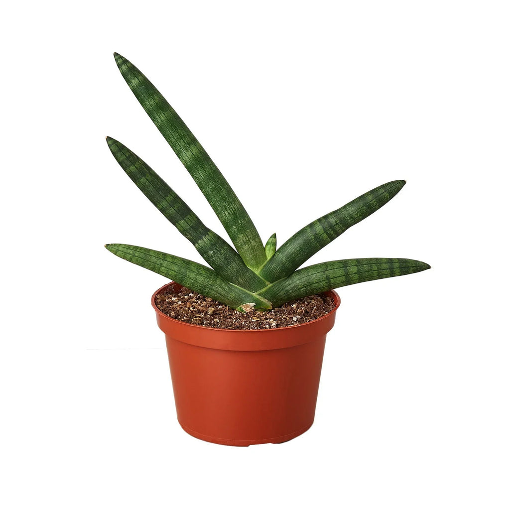 Snake Plant Starfish - Holiday Corner