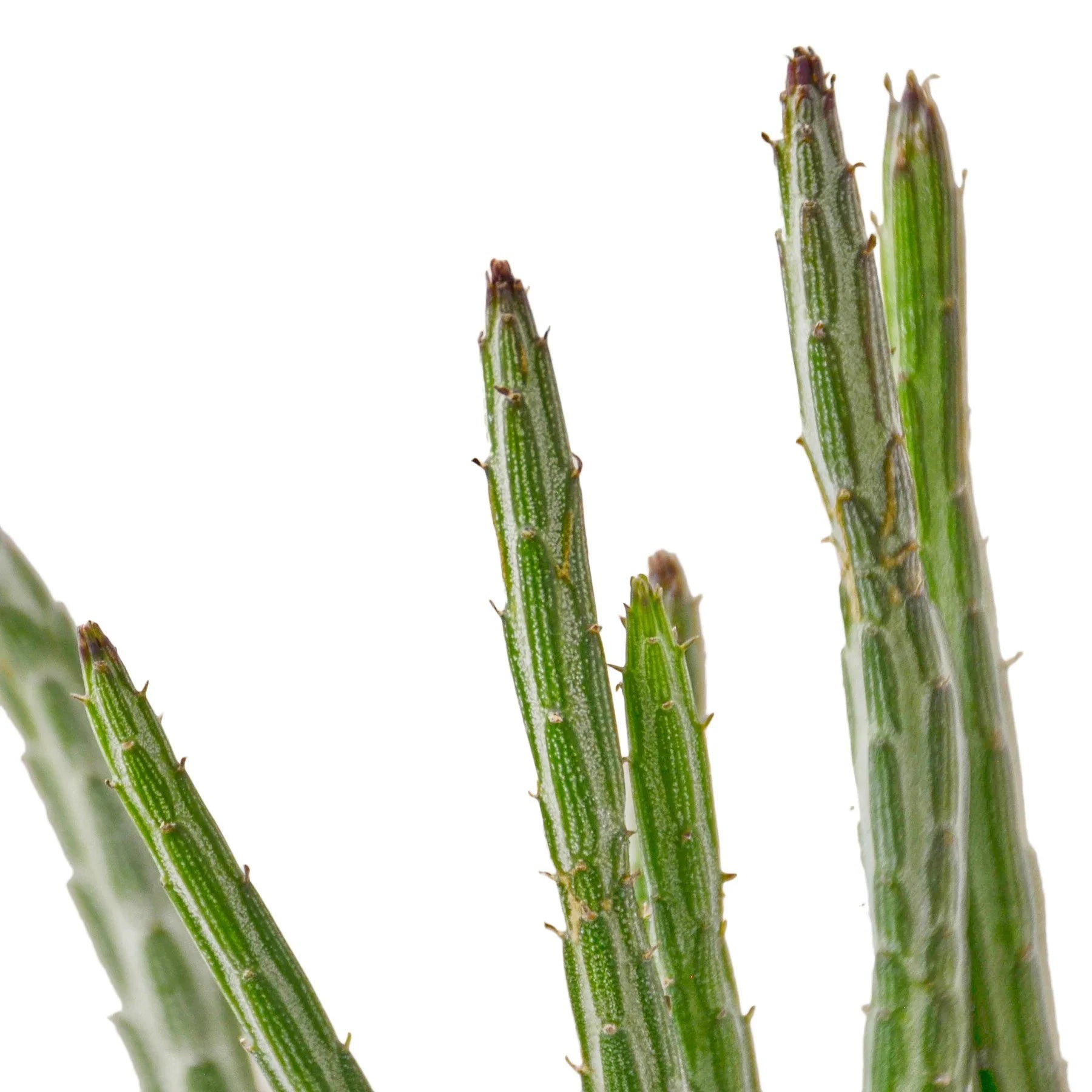 Senecio Stapeliiformis Pickle Plant - Holiday Corner