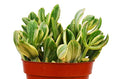 Crassula Ovata 'Variegated Jade' Succulent - 4" Pot - Holiday Corner