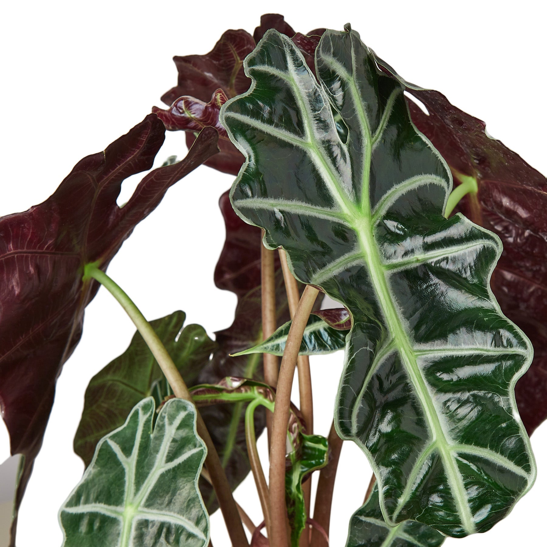 Alocasia Polly 'African Mask' - 6" Pot - NURSERY POT ONLY - Holiday Corner