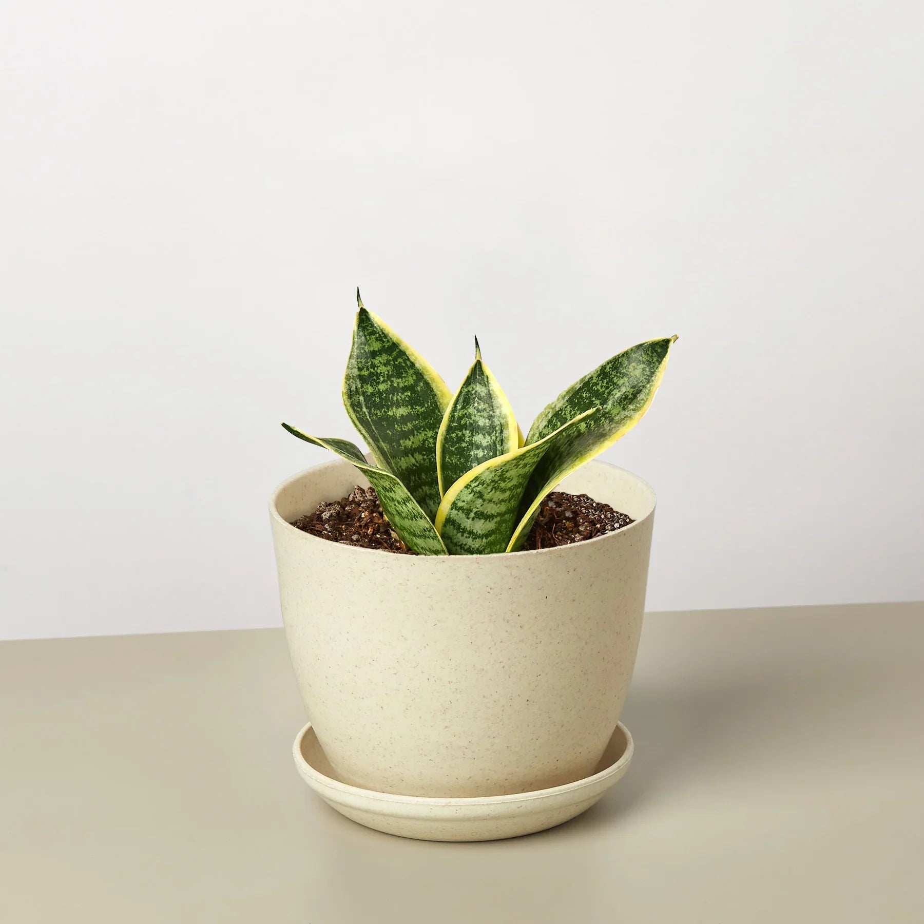 Snake Plant Laurentii Dwarf - Holiday Corner