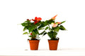 2 Anthurium Variety Pack - 4" Pots - Holiday Corner