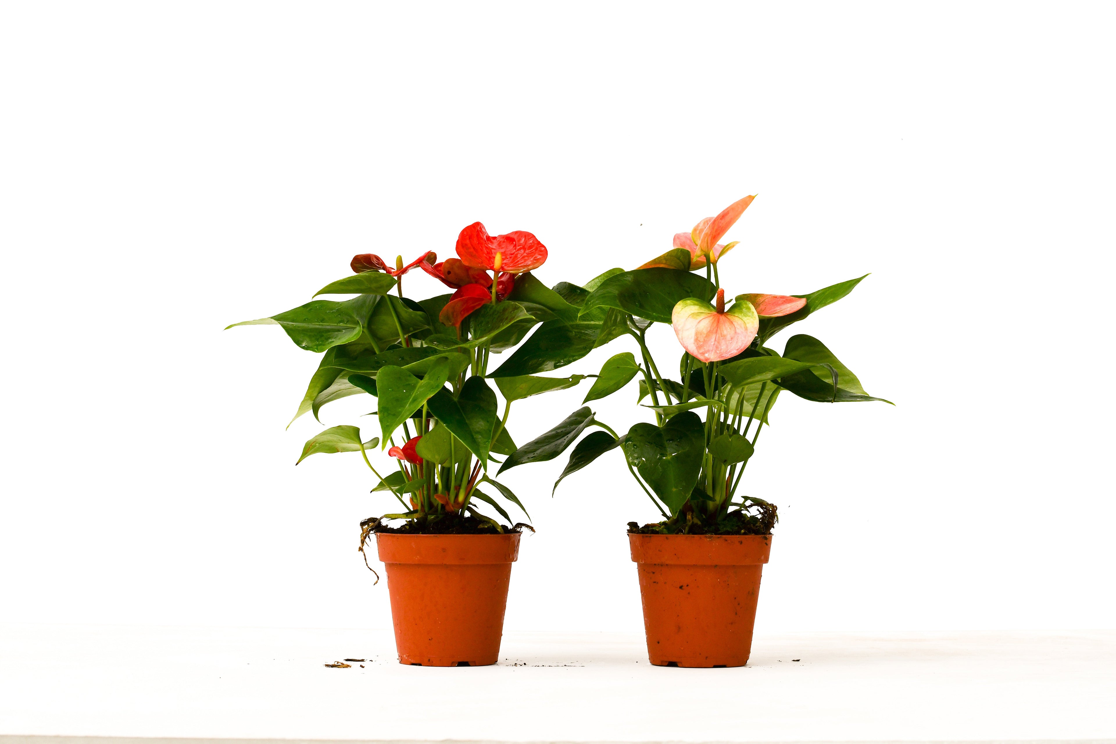2 Anthurium Variety Pack - 4" Pots - Holiday Corner