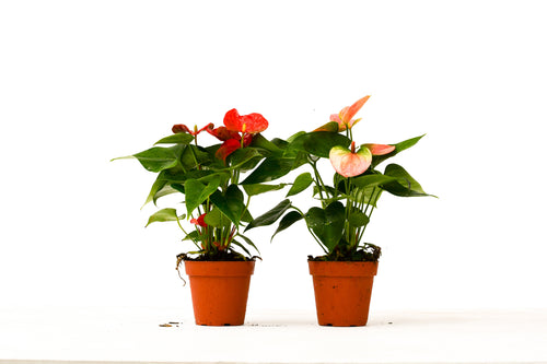2 Anthurium Variety Pack - 4" Pots - Holiday Corner