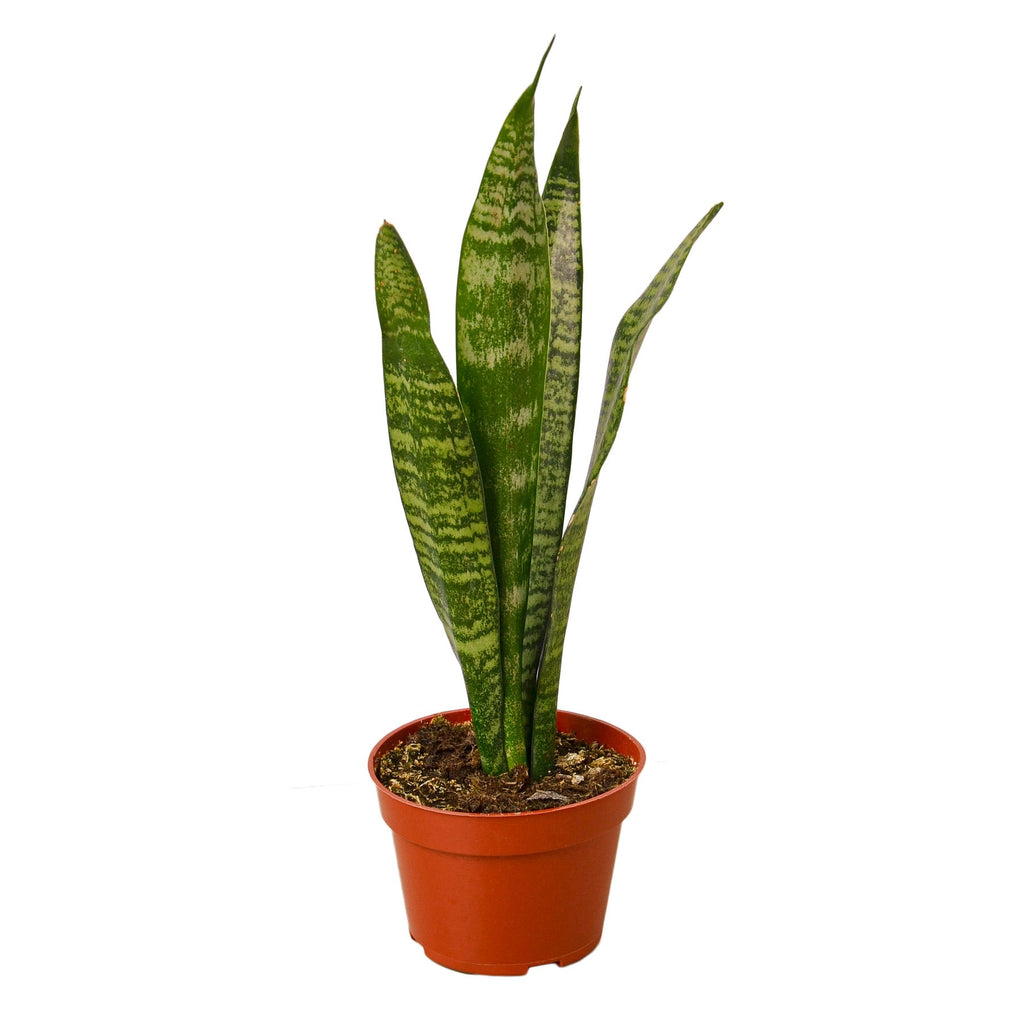 Snake Plant 'Zeylanica' - Holiday Corner