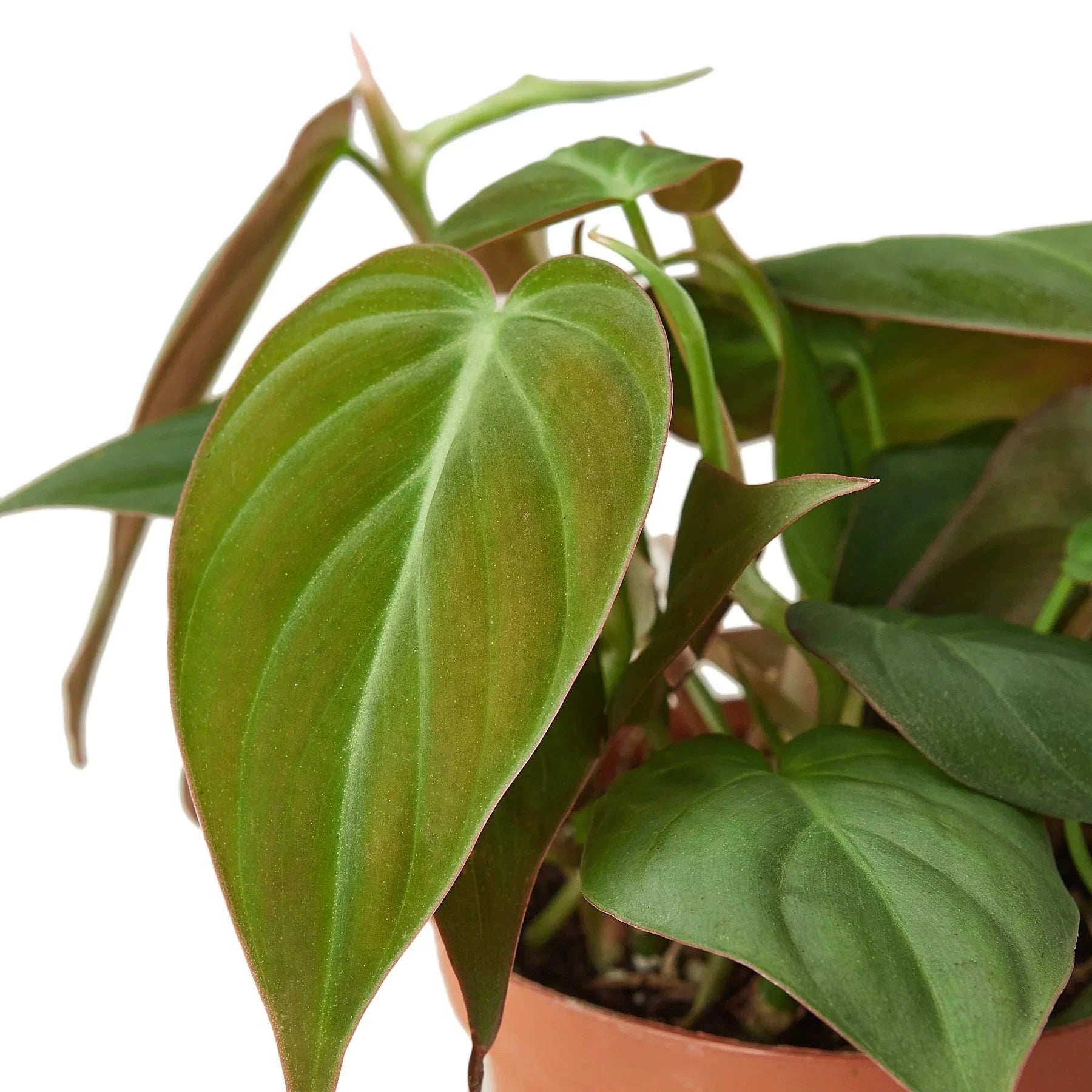 Philodendron 'Velvet' - Holiday Corner