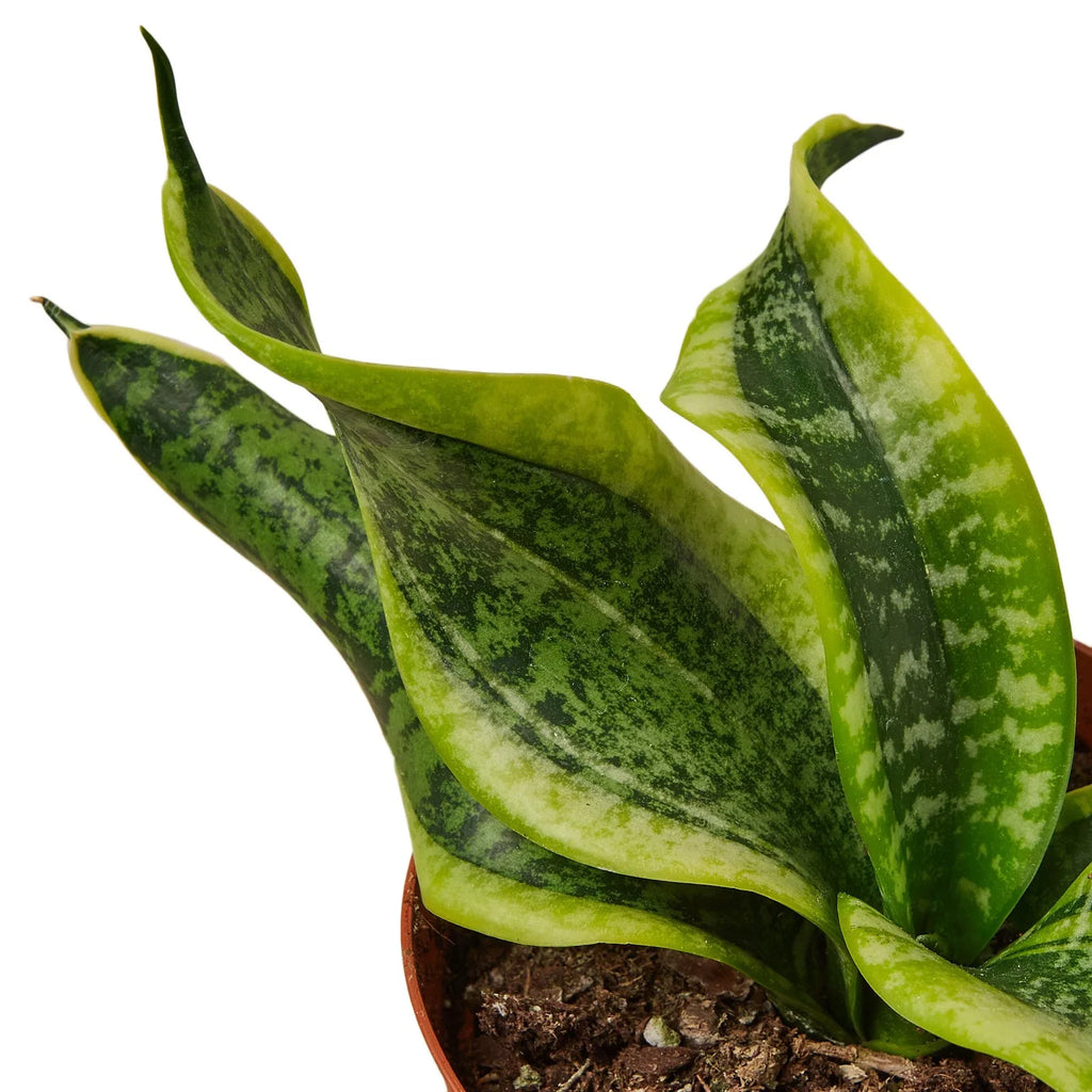 Snake Plant Twist - Holiday Corner