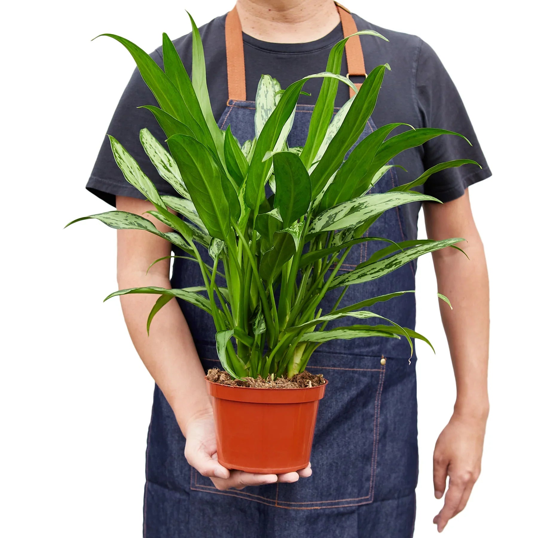 Chinese Evergreen 'Cutlass' - Holiday Corner
