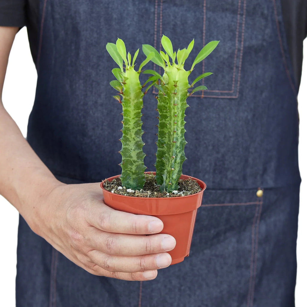 Milkstripe Euphorbia - Holiday Corner