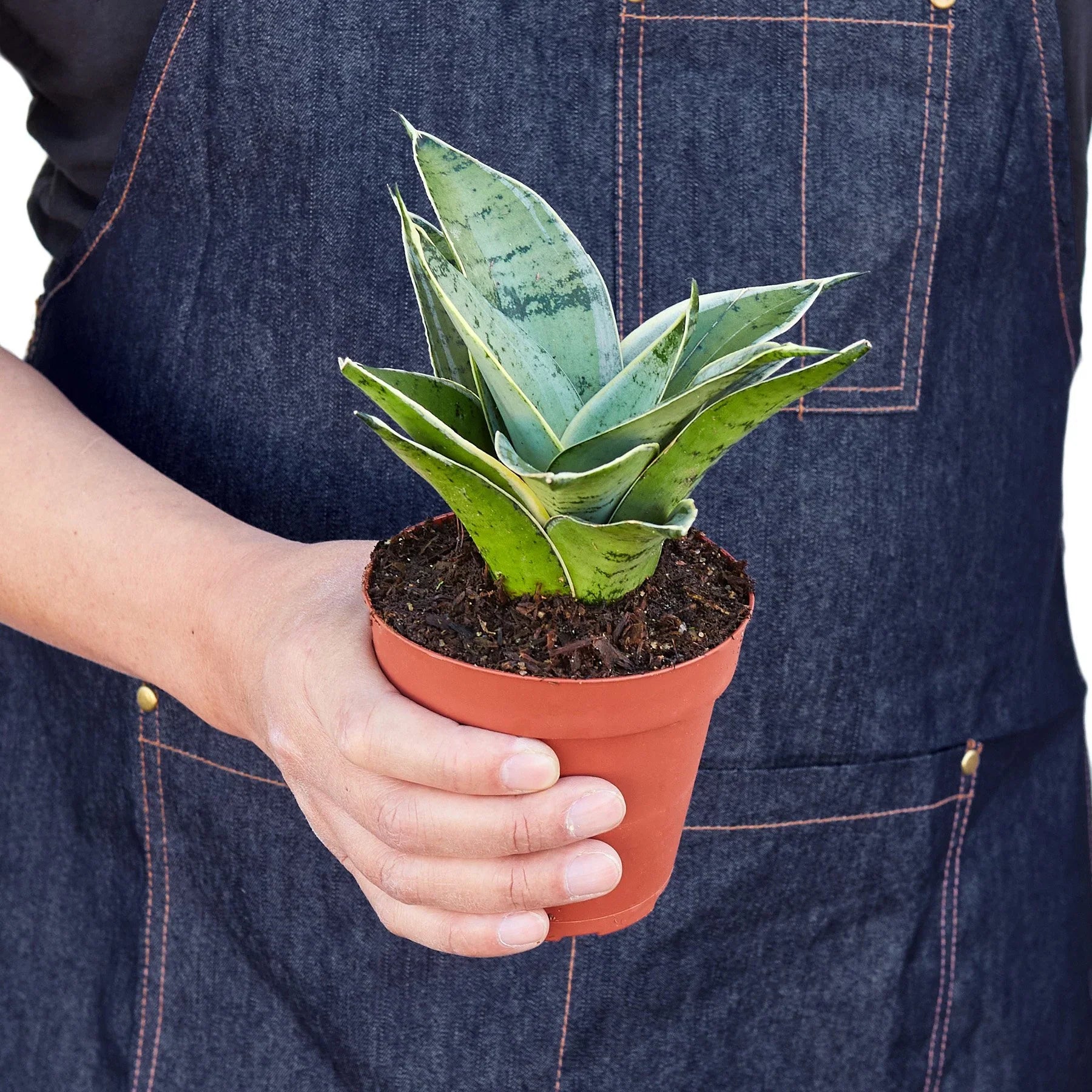 Snake Plant Starlight - Holiday Corner