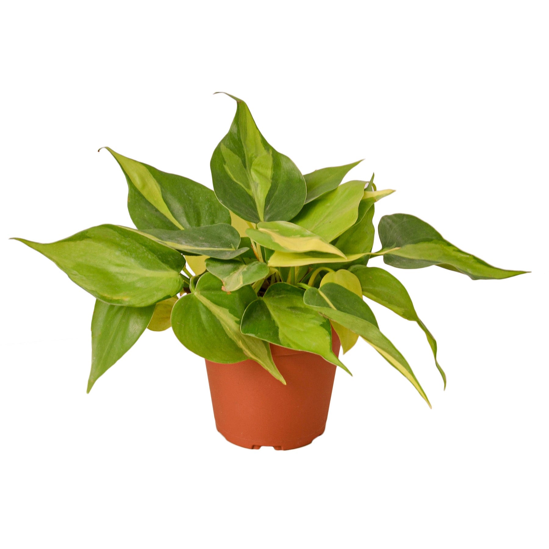 Philodendron 'Brasil' - Holiday Corner