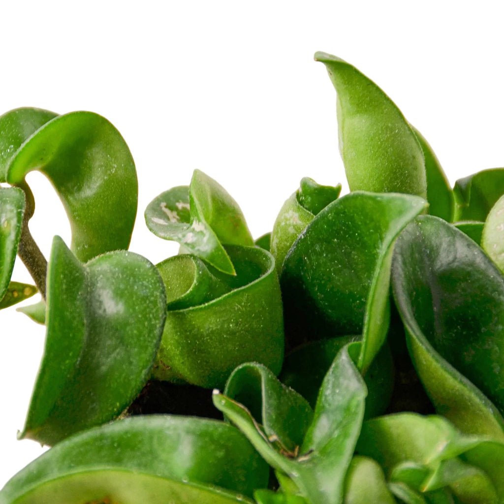Hoya Rope Plant - Holiday Corner
