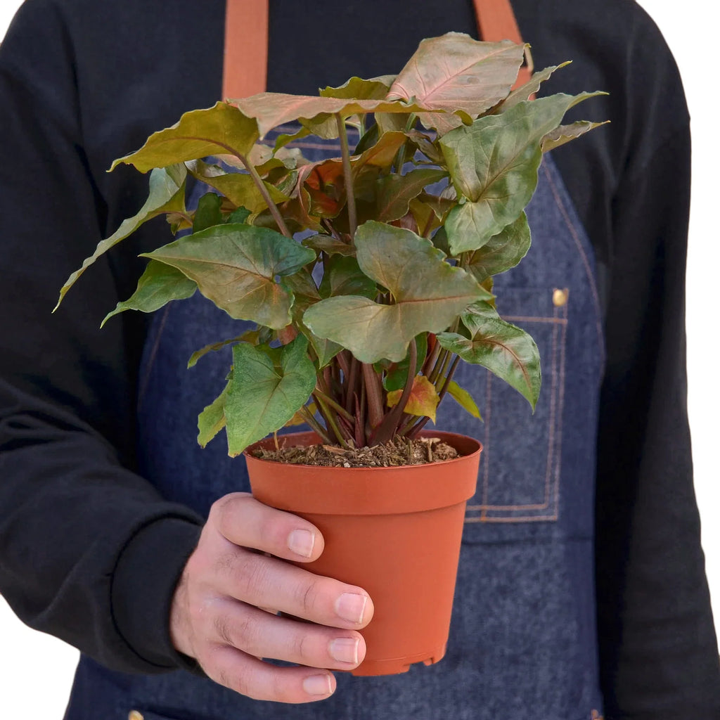 Syngonium Merry - Holiday Corner