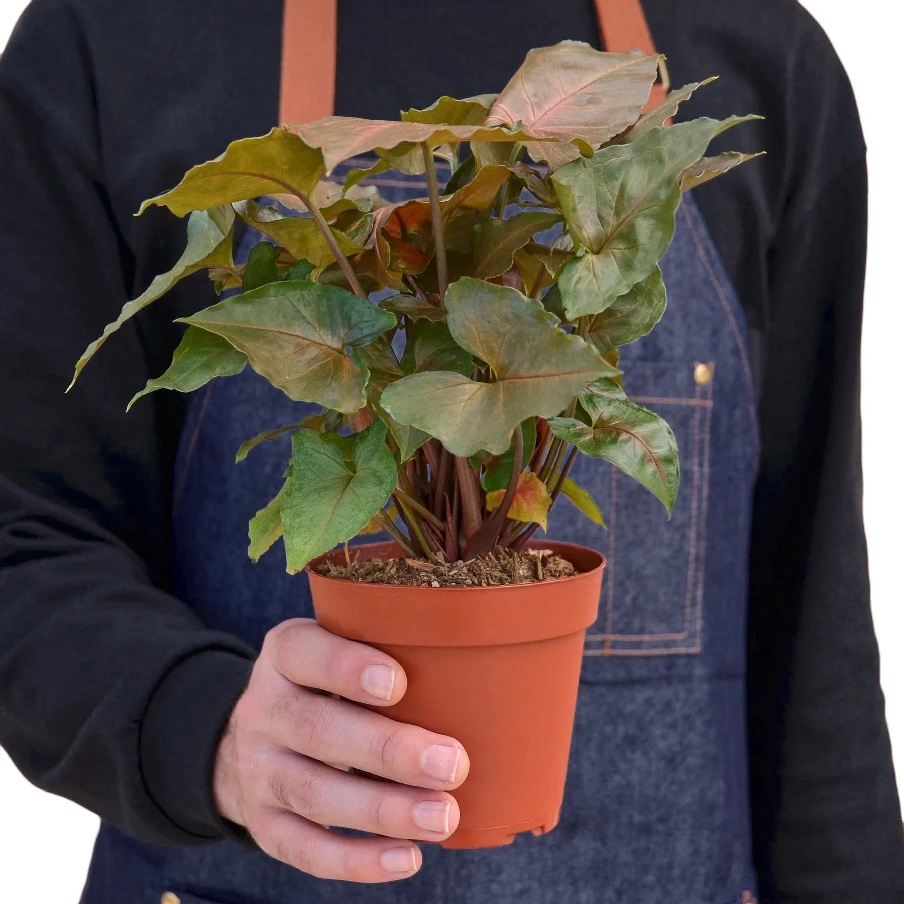 Syngonium Merry - Holiday Corner
