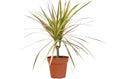 Dracaena 'Red Margined' - 4" Pot - Holiday Corner