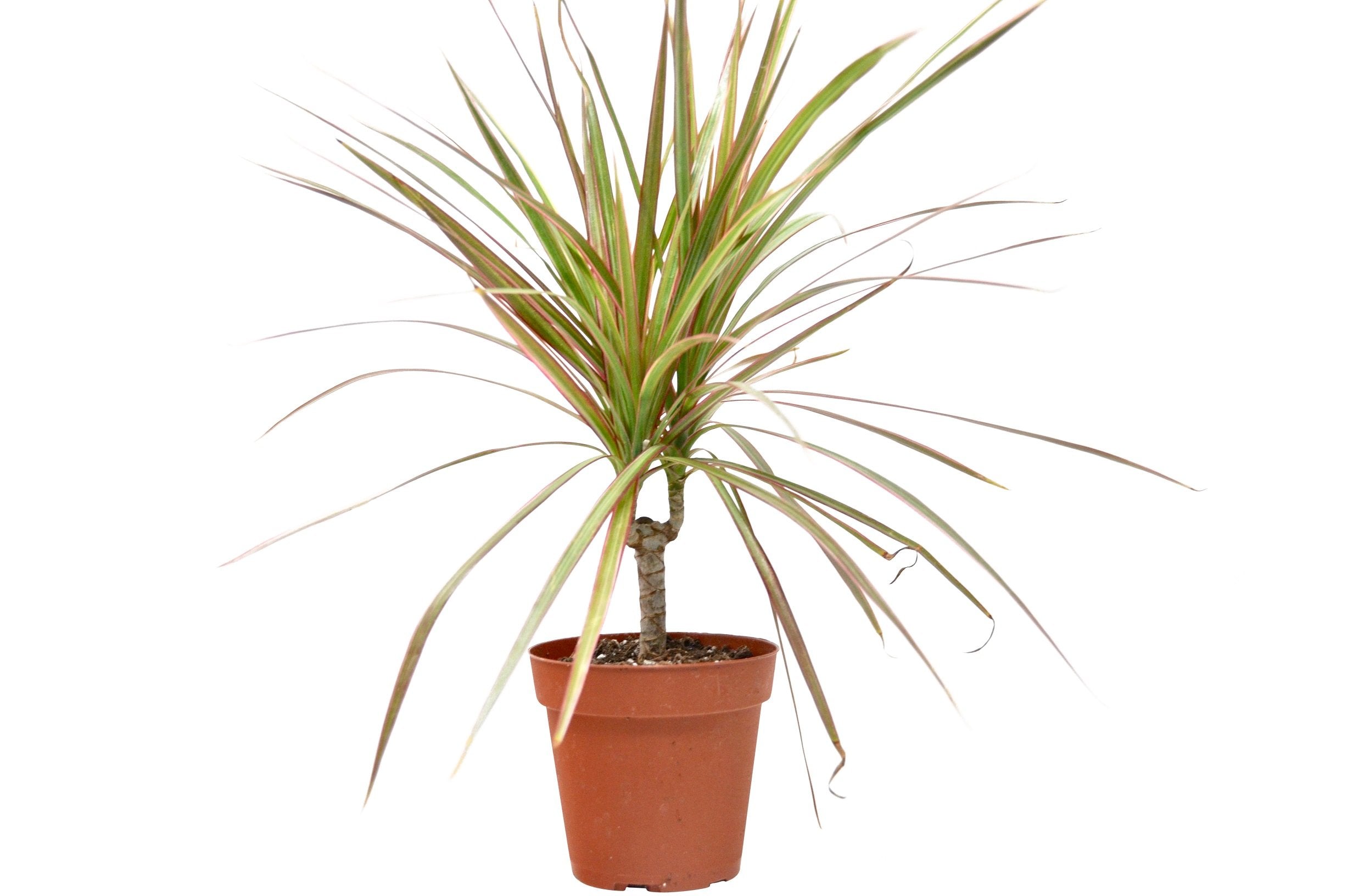 Dracaena 'Red Margined' - 4" Pot - Holiday Corner
