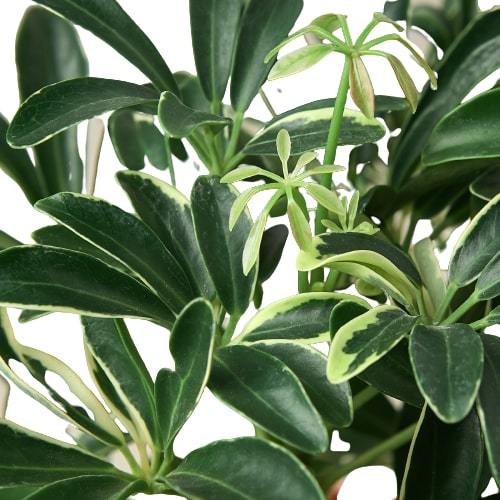 Schefflera Moonlight 'Umbrella Plant' - Holiday Corner