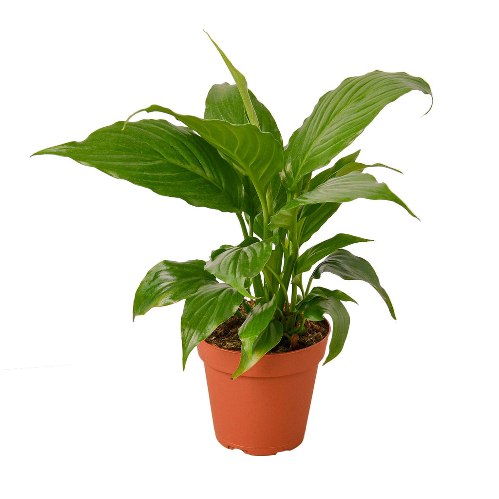 Spathiphyllum 'Peace Lily' - Holiday Corner