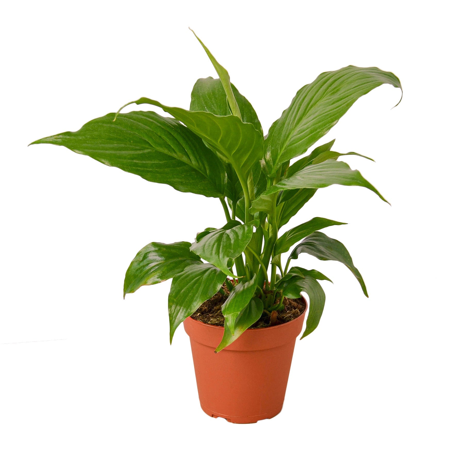 Spathiphyllum 'Peace Lily' - Holiday Corner