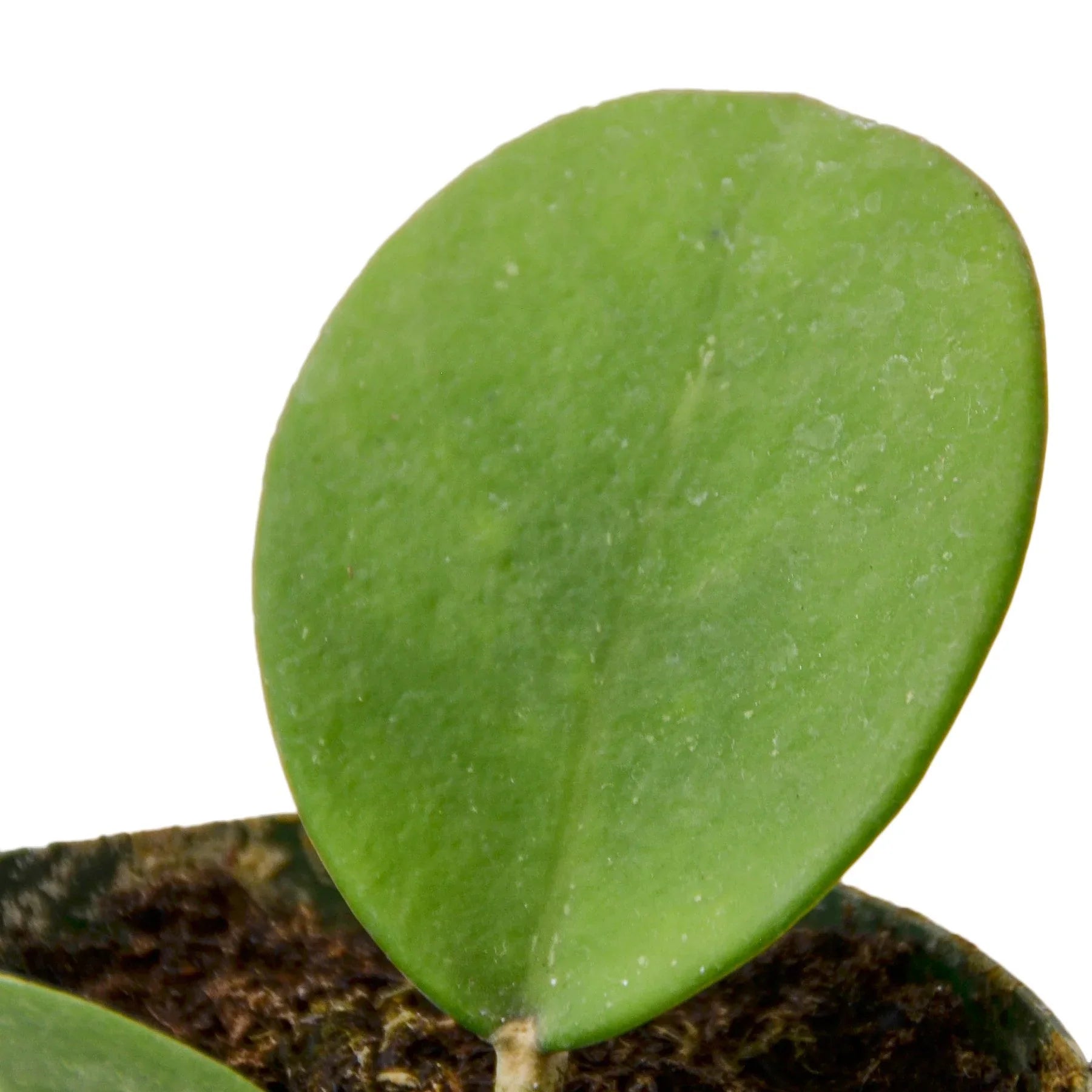 Hoya Obovata - Holiday Corner