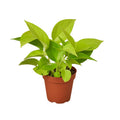 Pothos 'Neon' - Holiday Corner