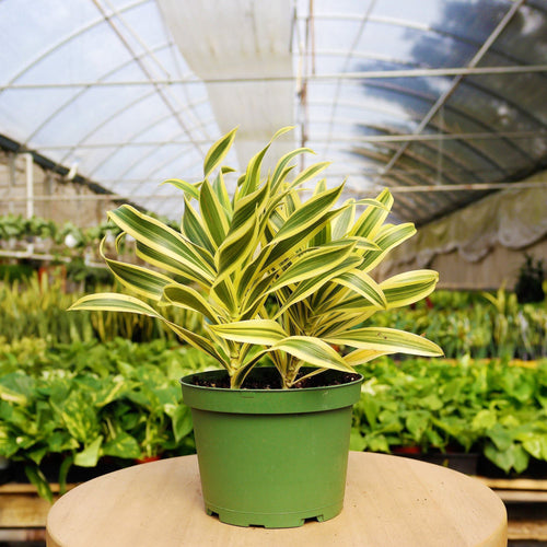 1 Mystery Plant Monthly Subscription Box - Holiday Corner
