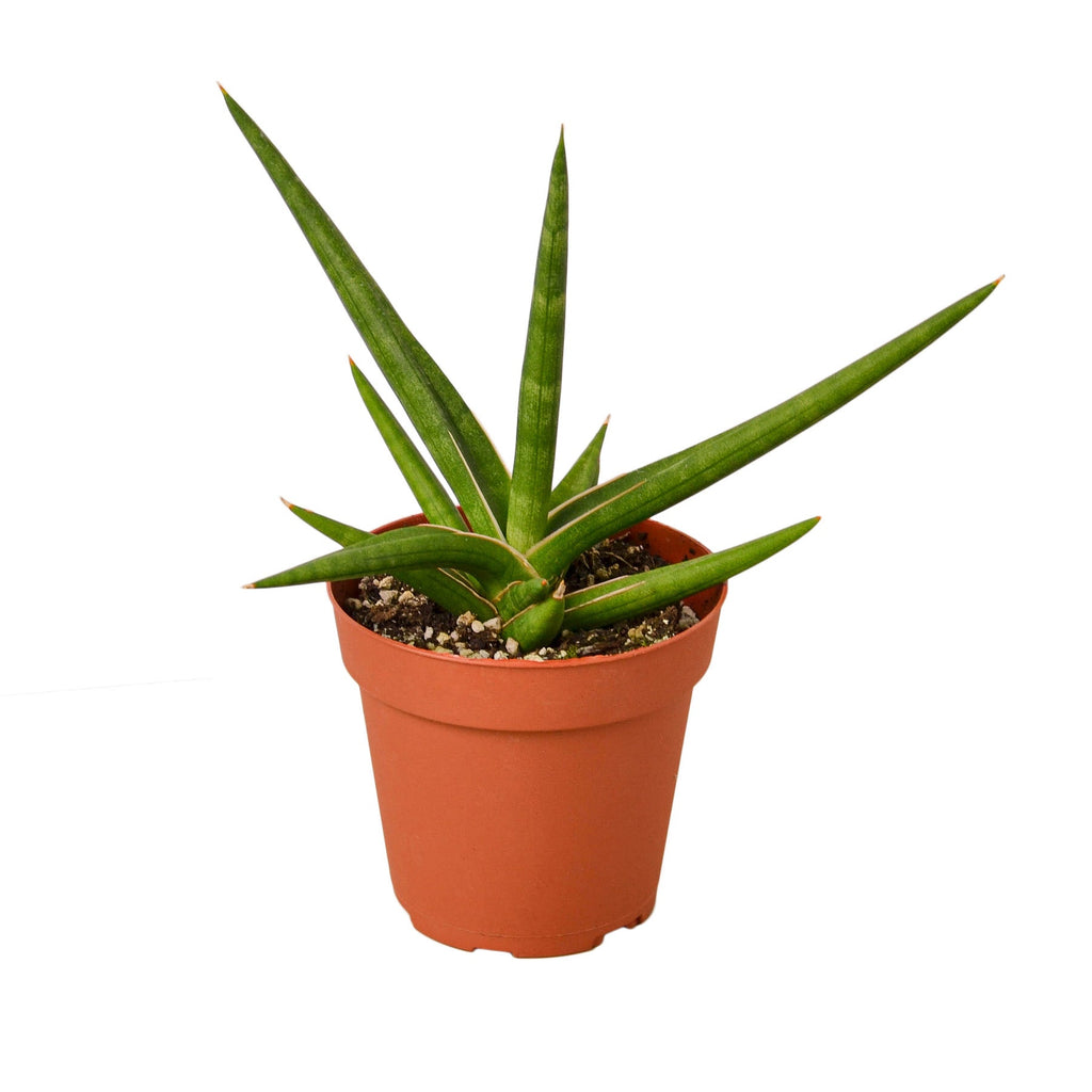 Snake 'Stuckii' - 4" Pot - Holiday Corner