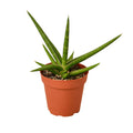 Snake 'Stuckii' - 4" Pot - Holiday Corner