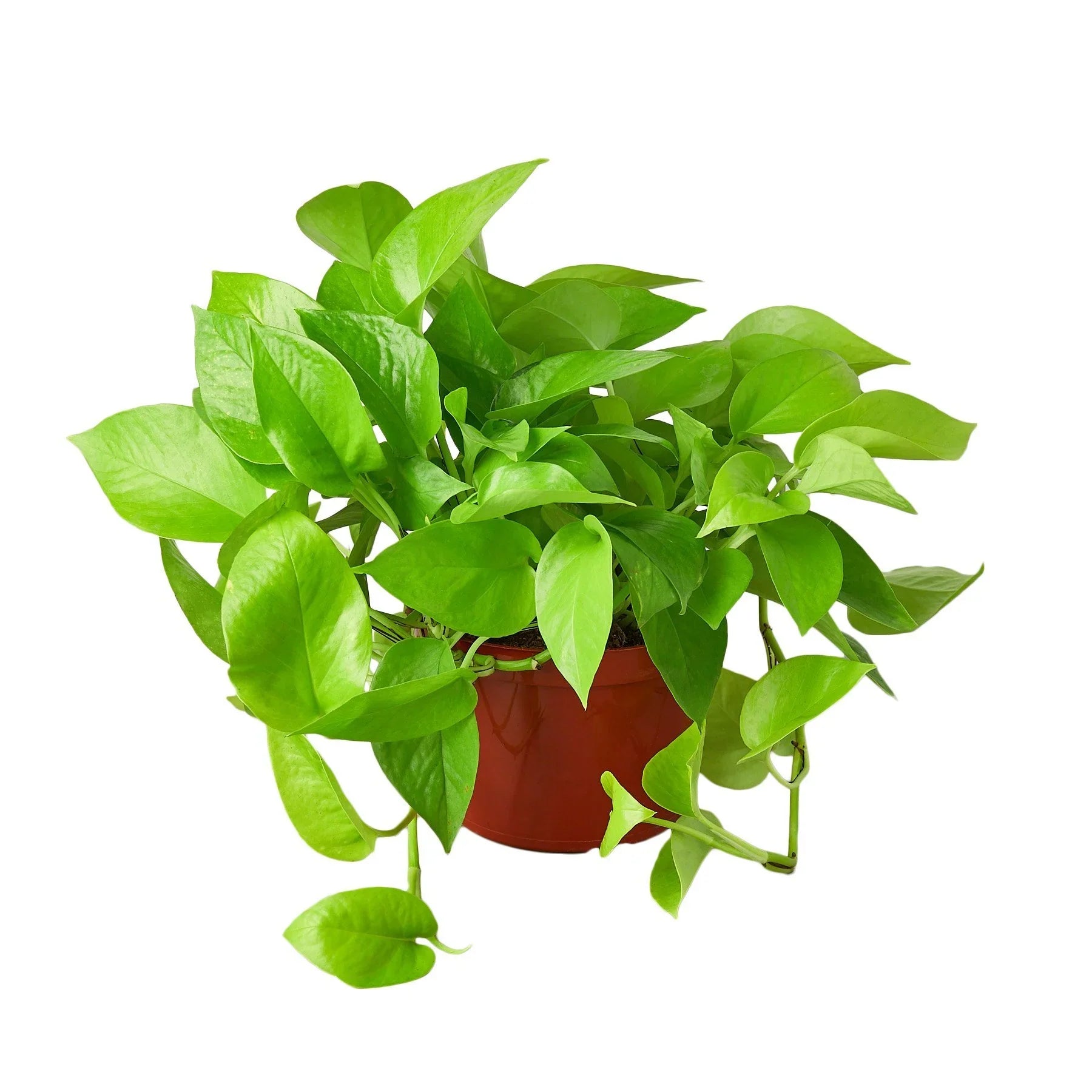 Pothos 'Neon' - Holiday Corner
