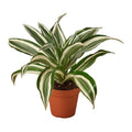 Dracaena 'Warneckii White Jewel' - Holiday Corner