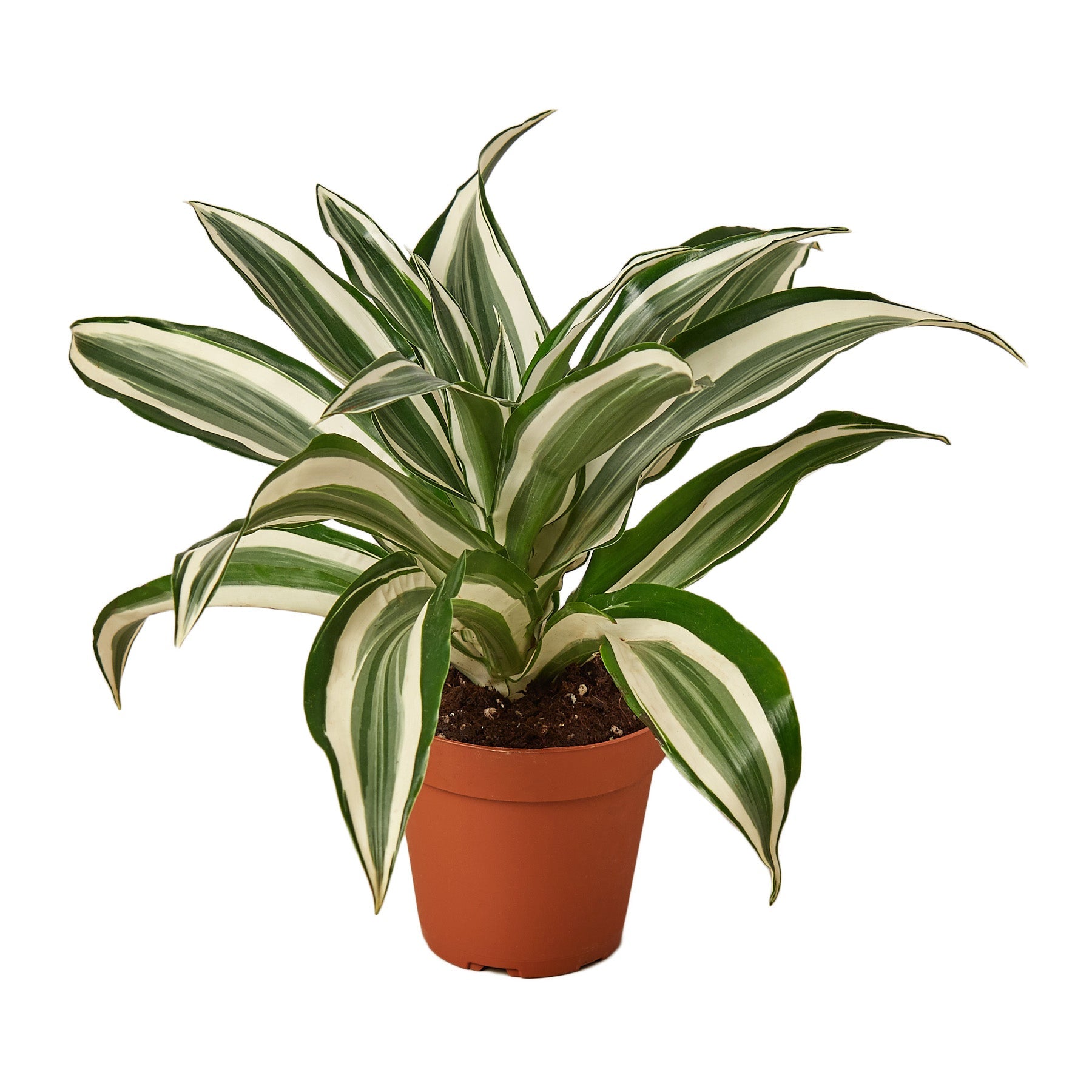Dracaena 'Warneckii White Jewel' - Holiday Corner