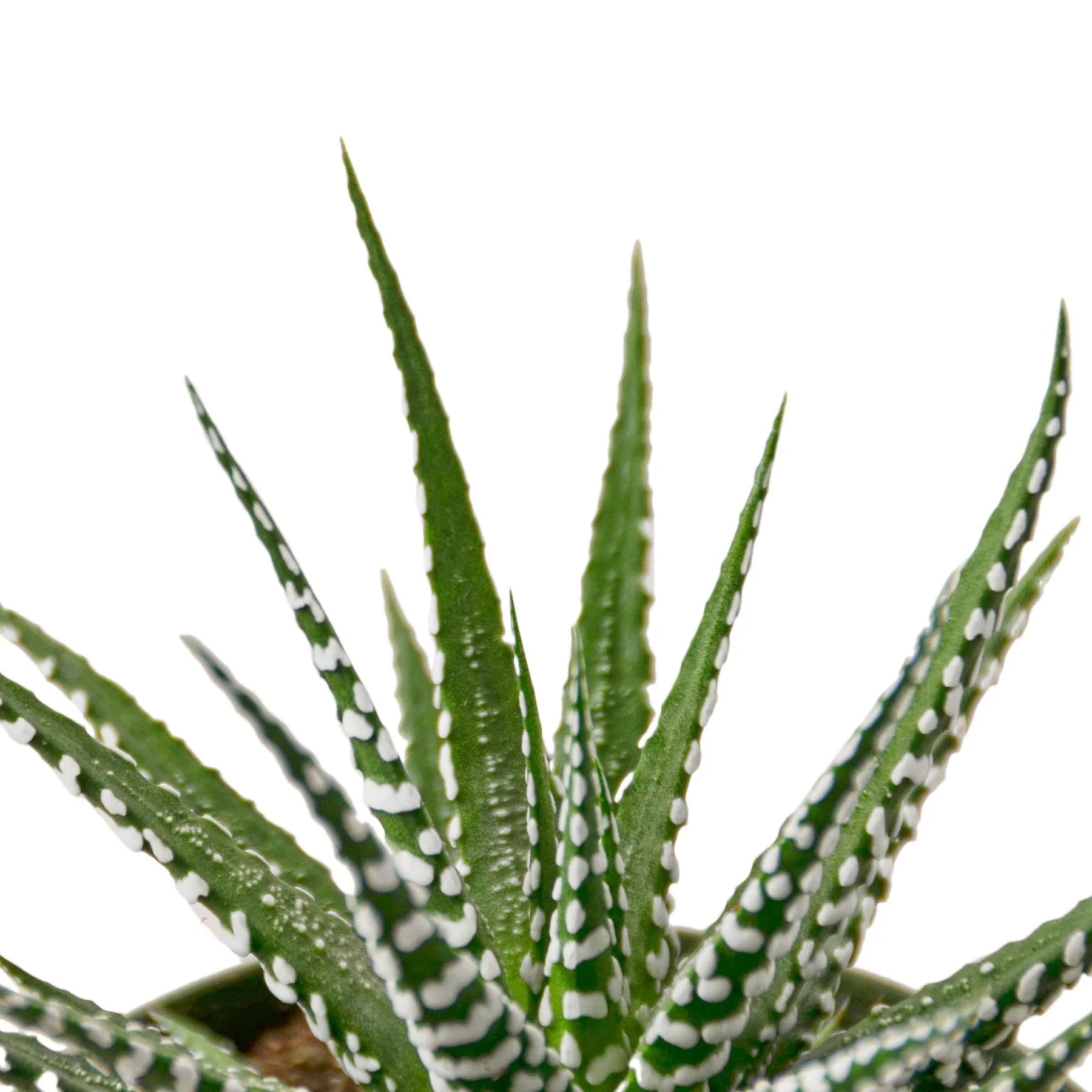 Zebra Succulent - Holiday Corner