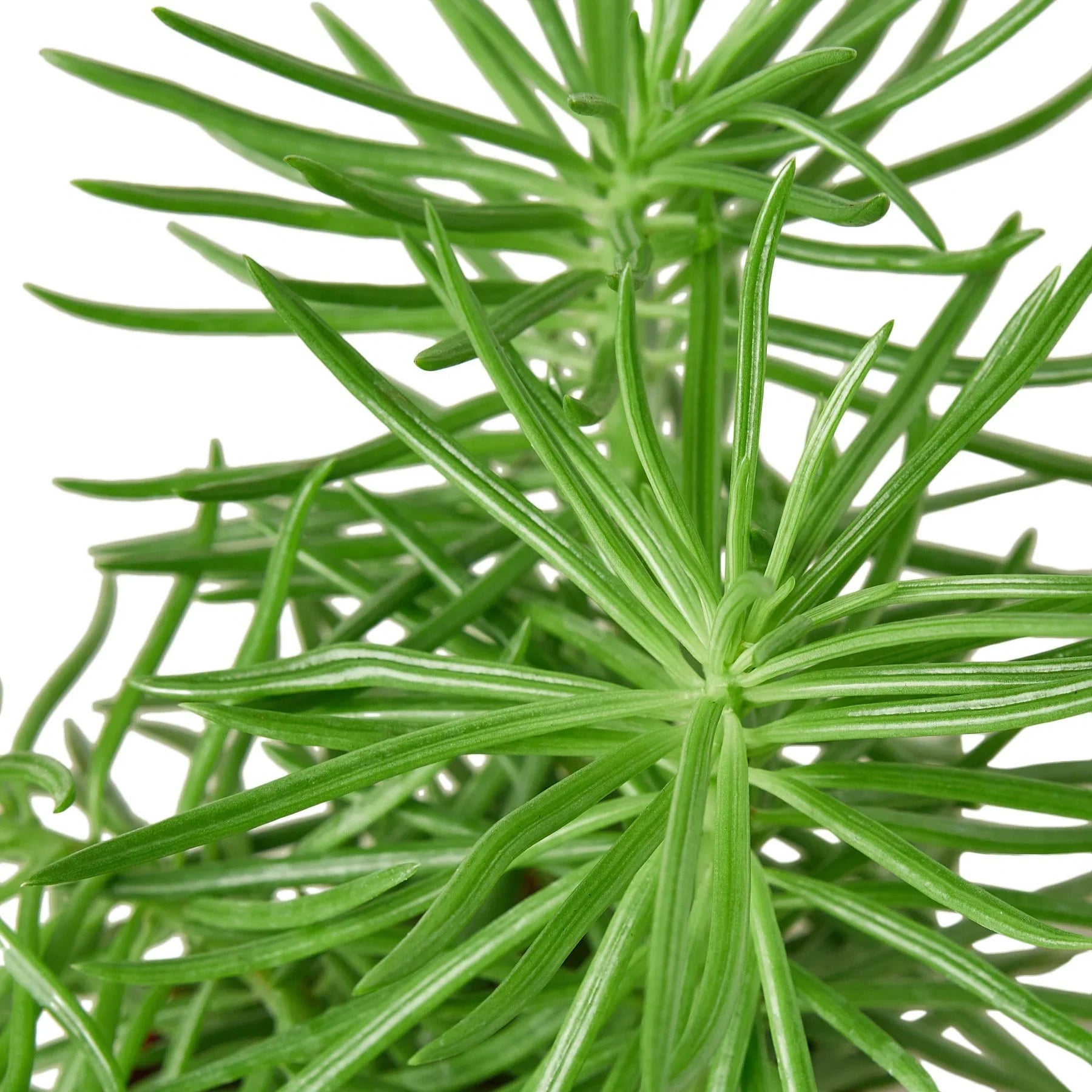 Succulent Senecio 'Himalayan' - 4" Pot - Holiday Corner