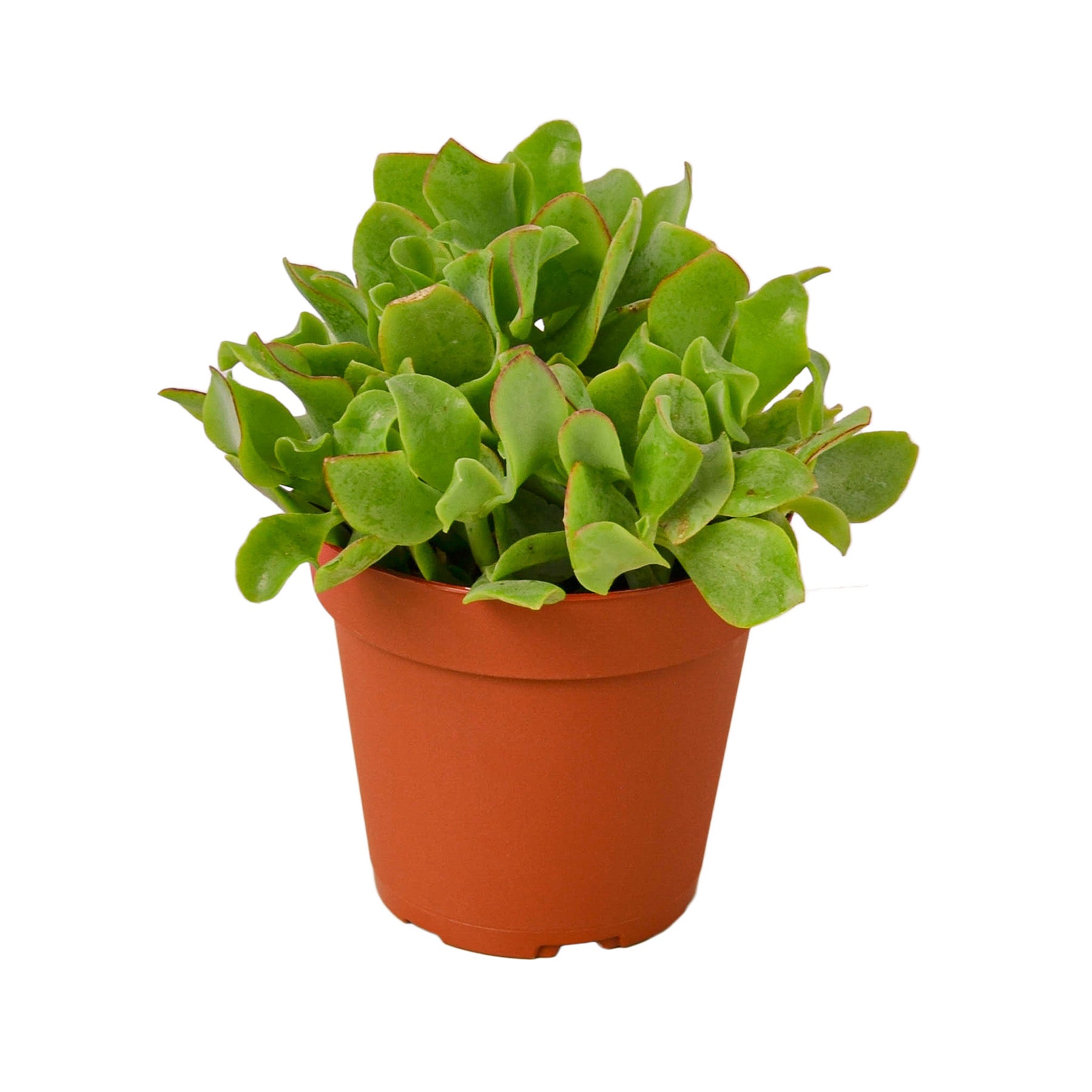 Ripple Jade Succulent - Holiday Corner