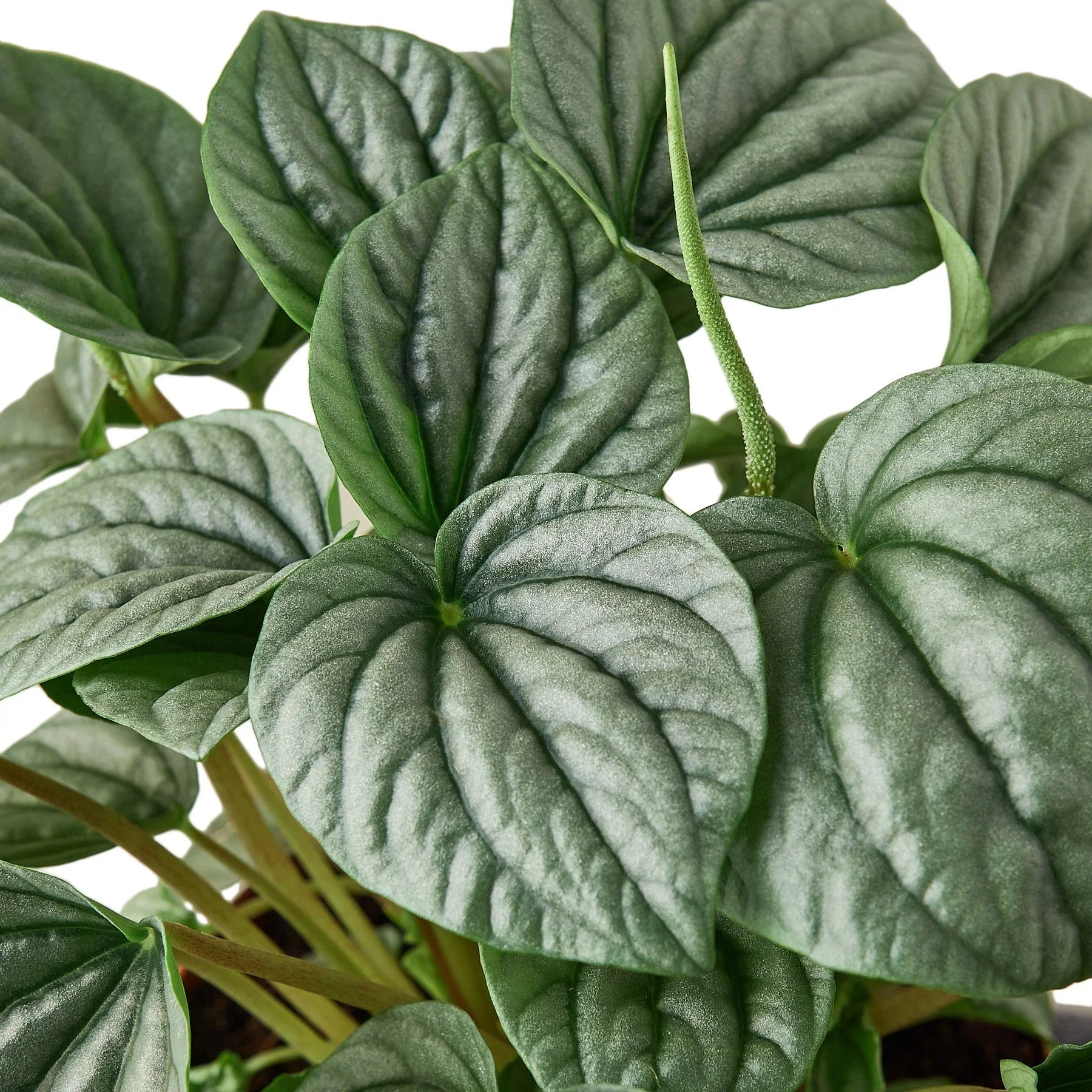 Peperomia 'Frost' - Holiday Corner