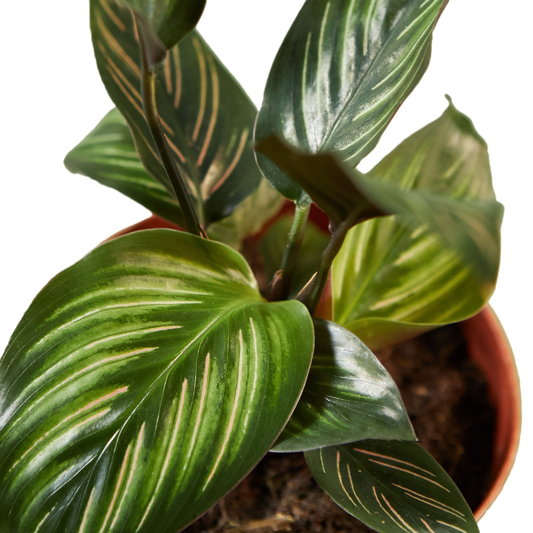 Calathea 'Beauty Star' - Holiday Corner
