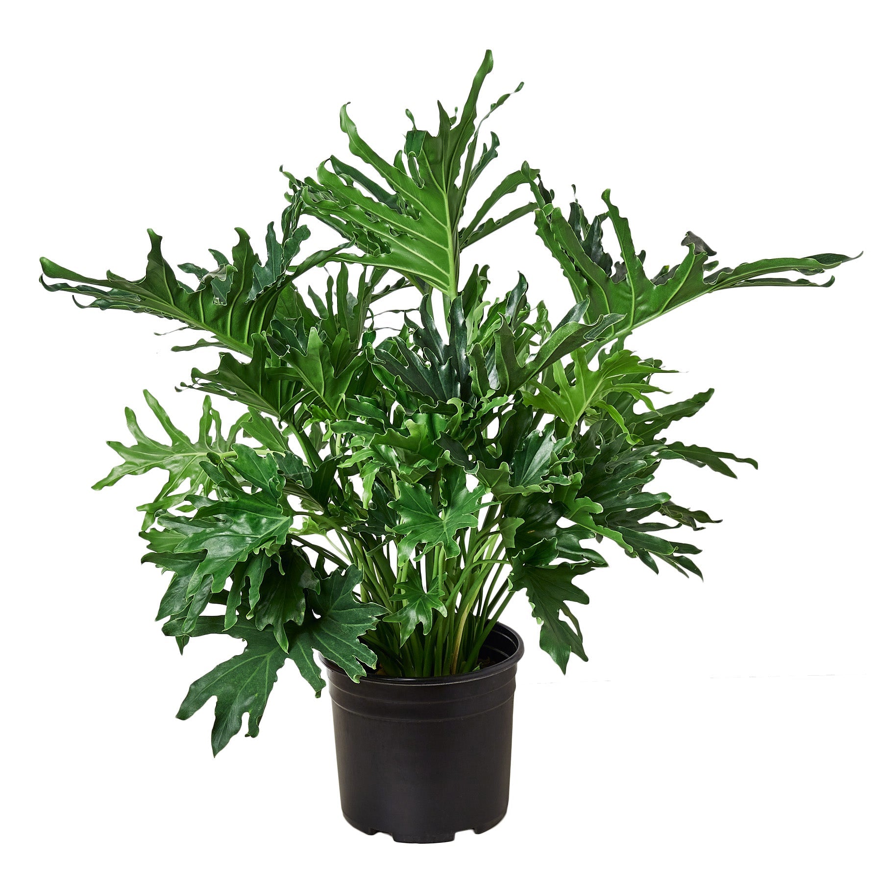 Philodendron ‘Lickety Split' - Holiday Corner