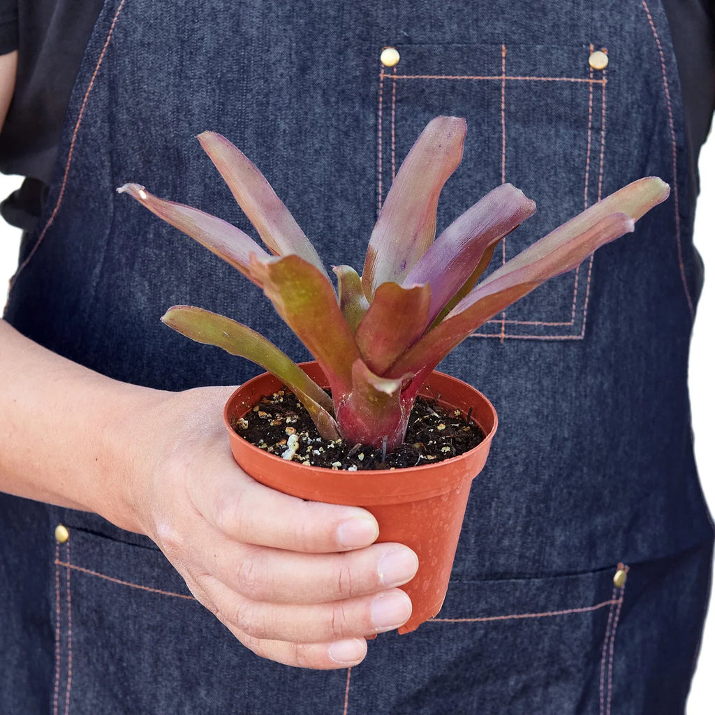 Bromeliad 'Fireball' - Holiday Corner