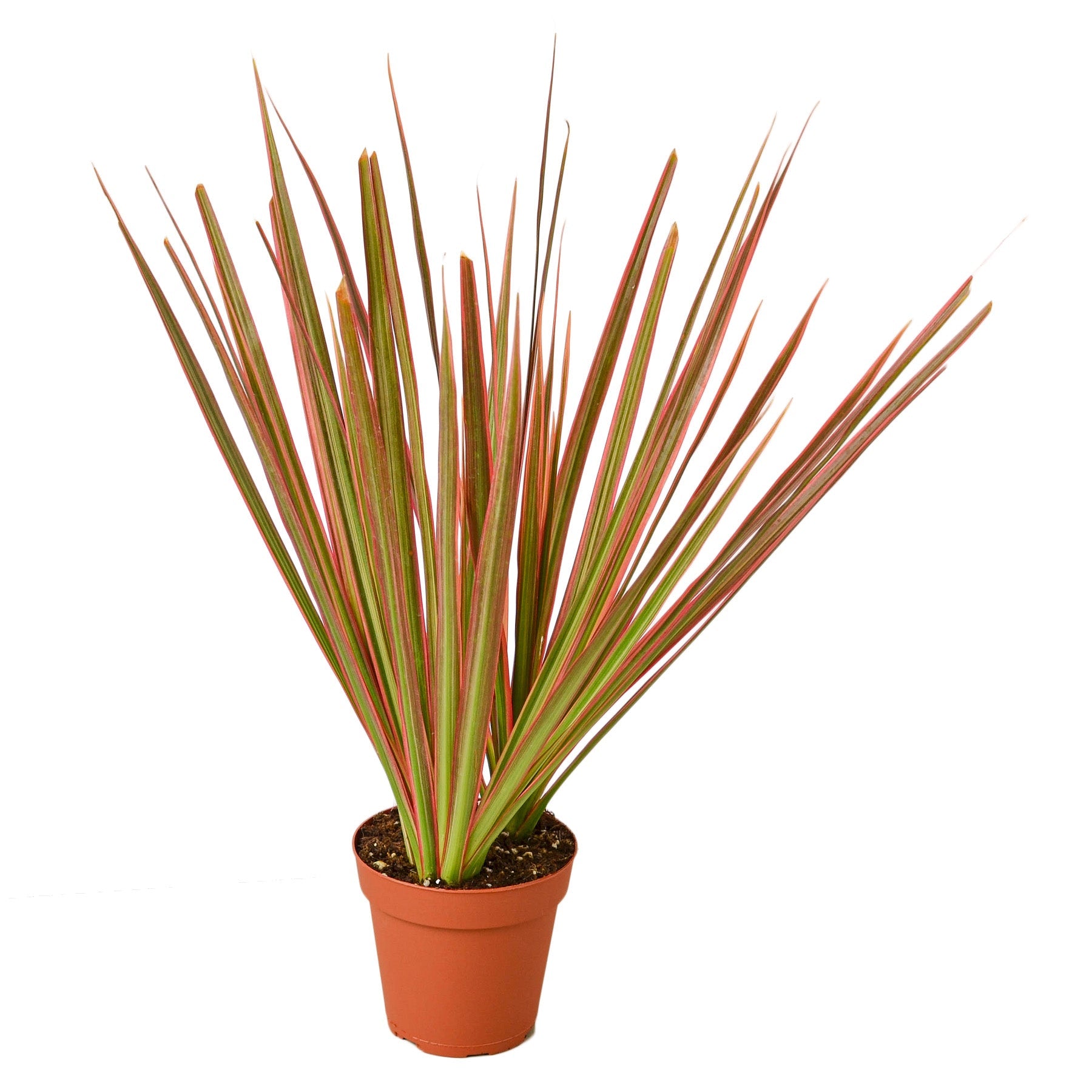 Dracaena 'Colorama' - Holiday Corner