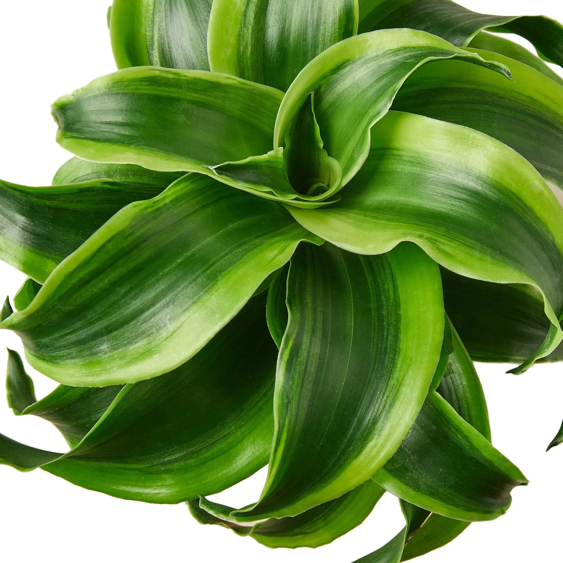 Dracaena 'Tornado' - Holiday Corner