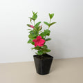 Dipladenia Premier Hot Pink - Holiday Corner