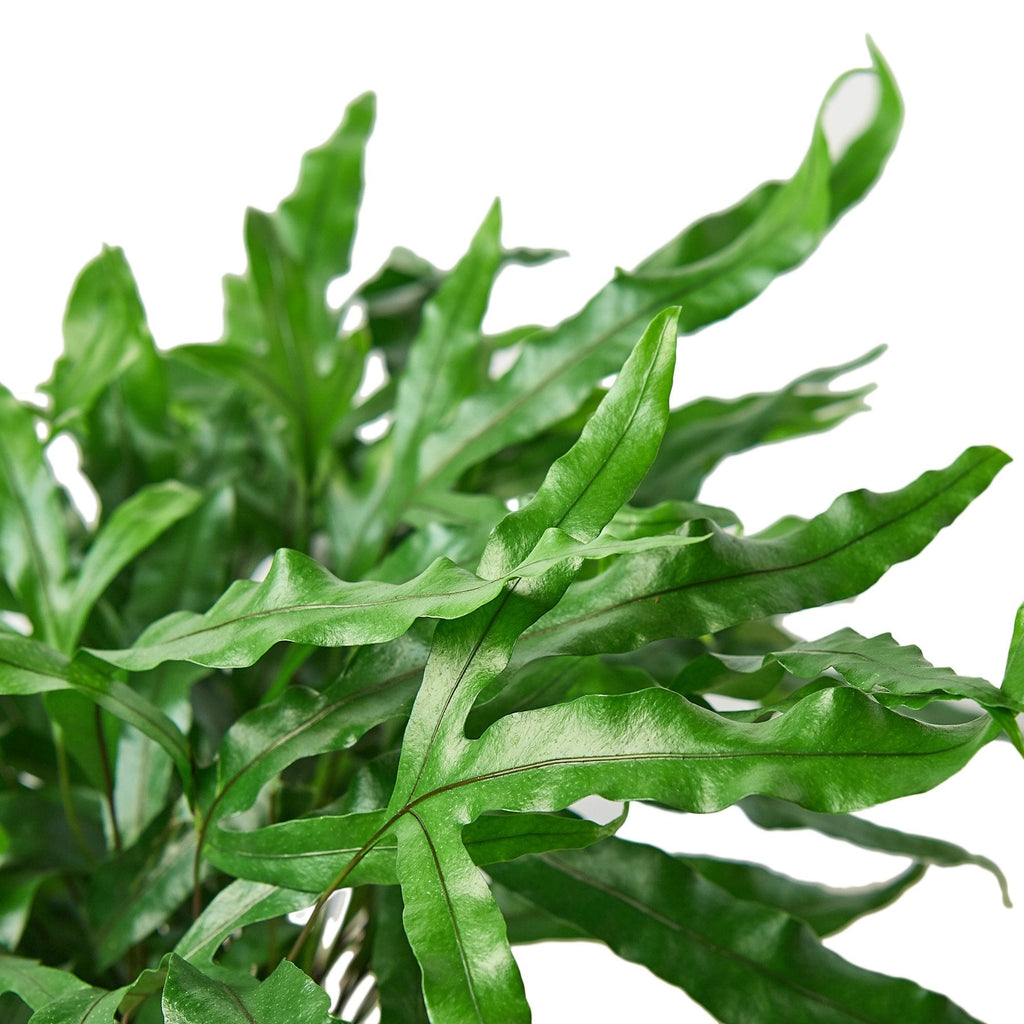 Fern 'Kangaroo Paw' - Holiday Corner